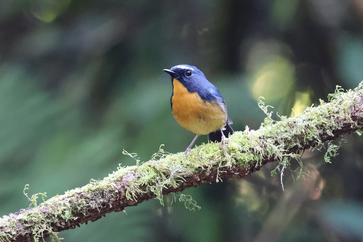 Snowy-browed Flycatcher - Brendan Ryan