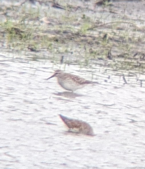 White-rumped Sandpiper - ML619043138