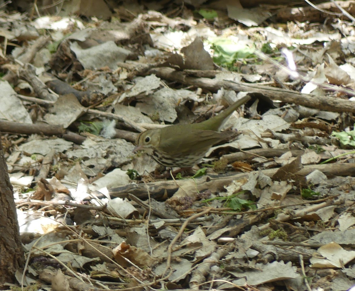 Ovenbird - ML619043139