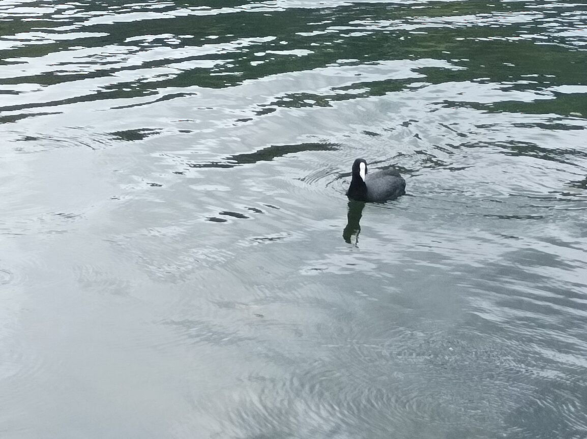 Slate-colored Coot - ML619043143