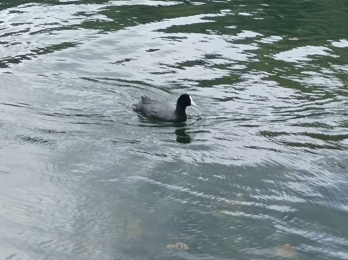 Slate-colored Coot - ML619043144