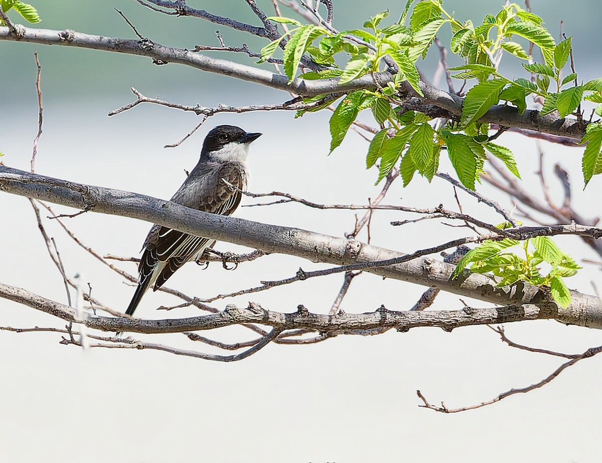 Eastern Kingbird - Becki Guy