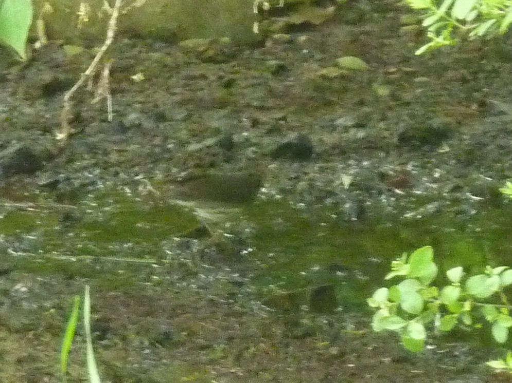 Northern Waterthrush - ML619043164