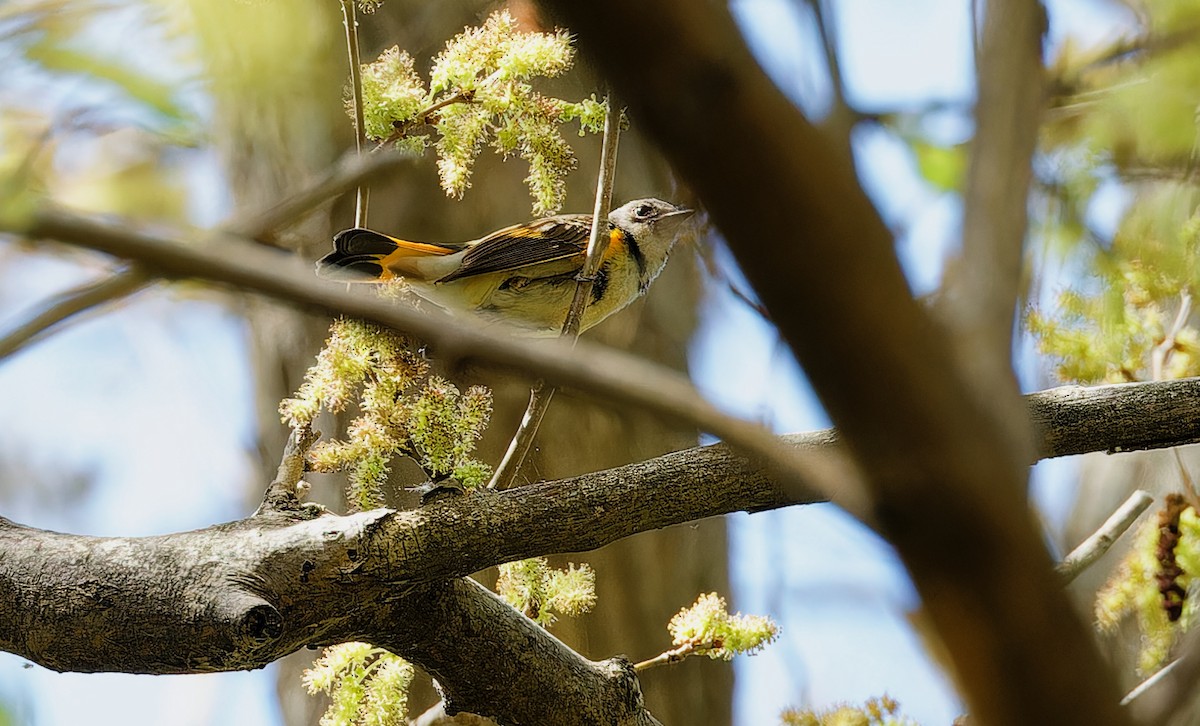 American Redstart - ML619043171