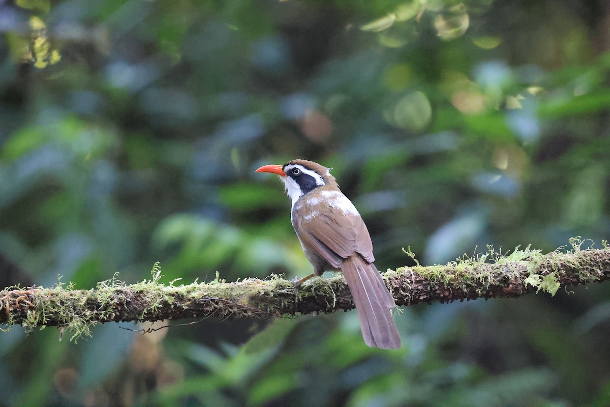 Brown-crowned Scimitar-Babbler - Brendan Ryan