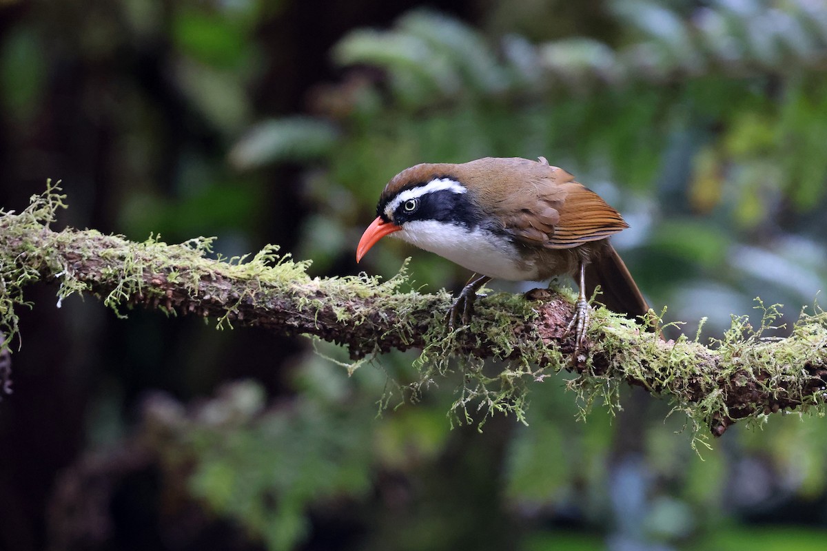 Brown-crowned Scimitar-Babbler - Brendan Ryan