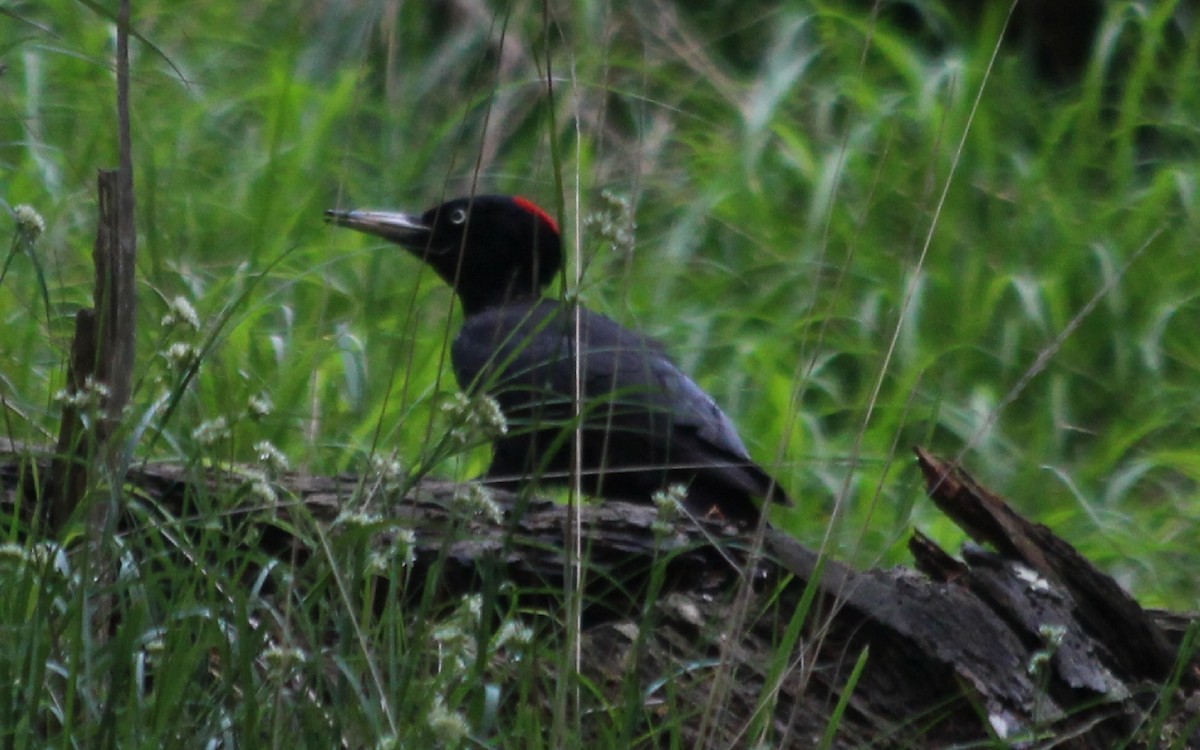 Black Woodpecker - Anonymous