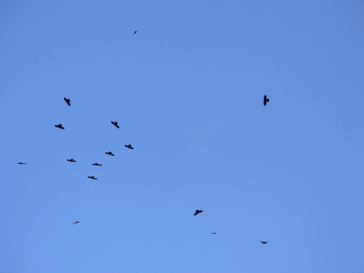 Yellow-billed Chough - ML619043212