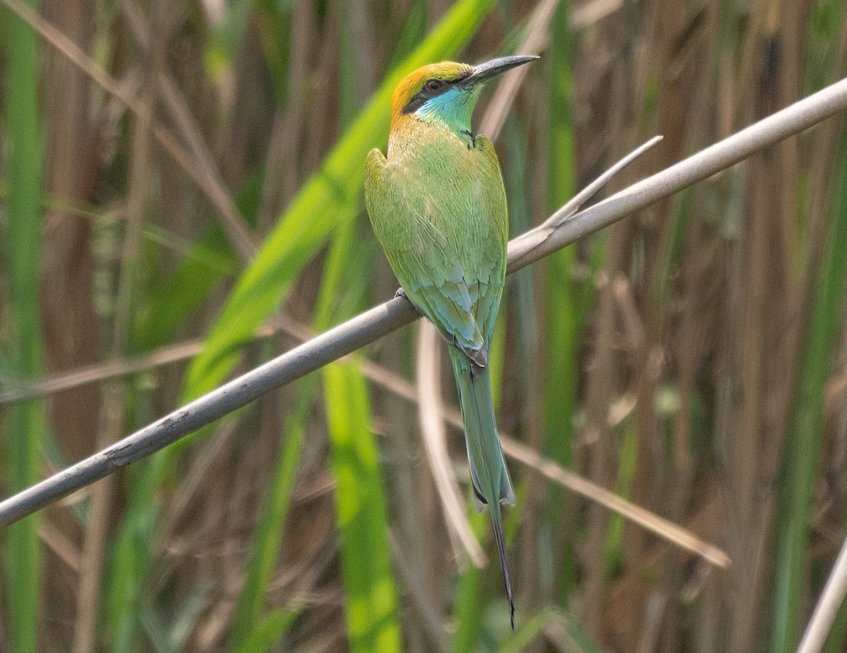 Asian Green Bee-eater - James Moore (Maryland)