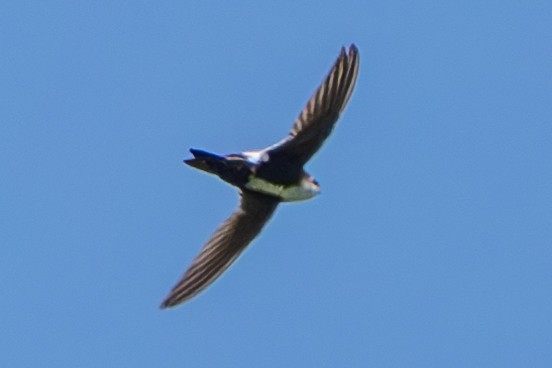 White-throated Swift - Carter Pape