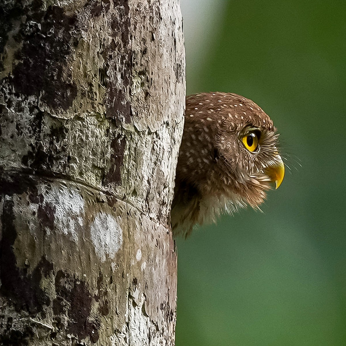 Central American Pygmy-Owl - Andrea Fernández