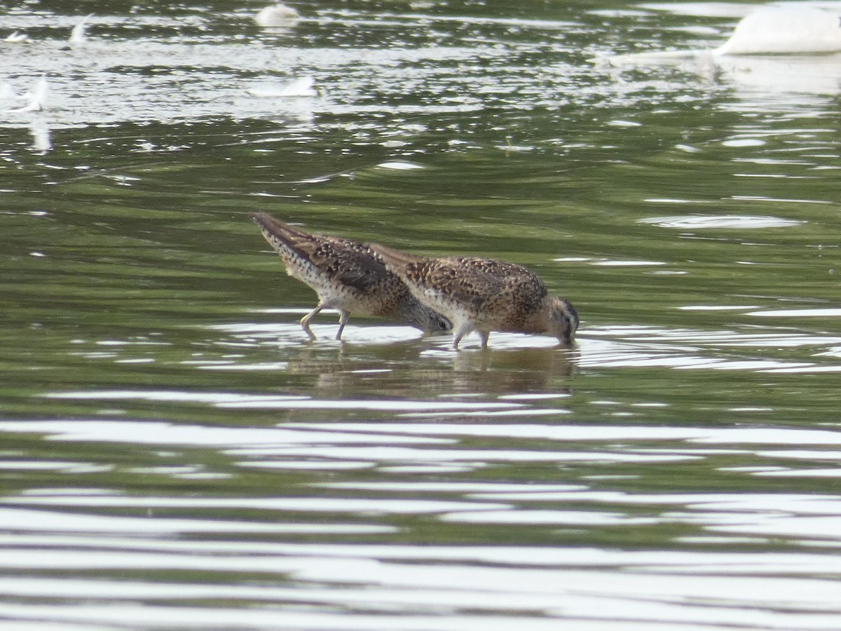 Short-billed Dowitcher - Julian Batista