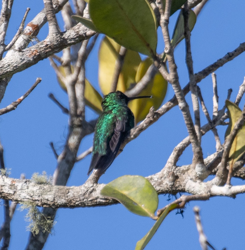 Smaragdmangokolibri - ML619043292