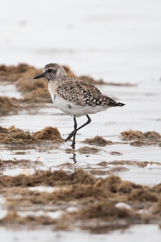 Black-bellied Plover - Gary Botello