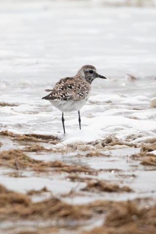 Black-bellied Plover - Gary Botello