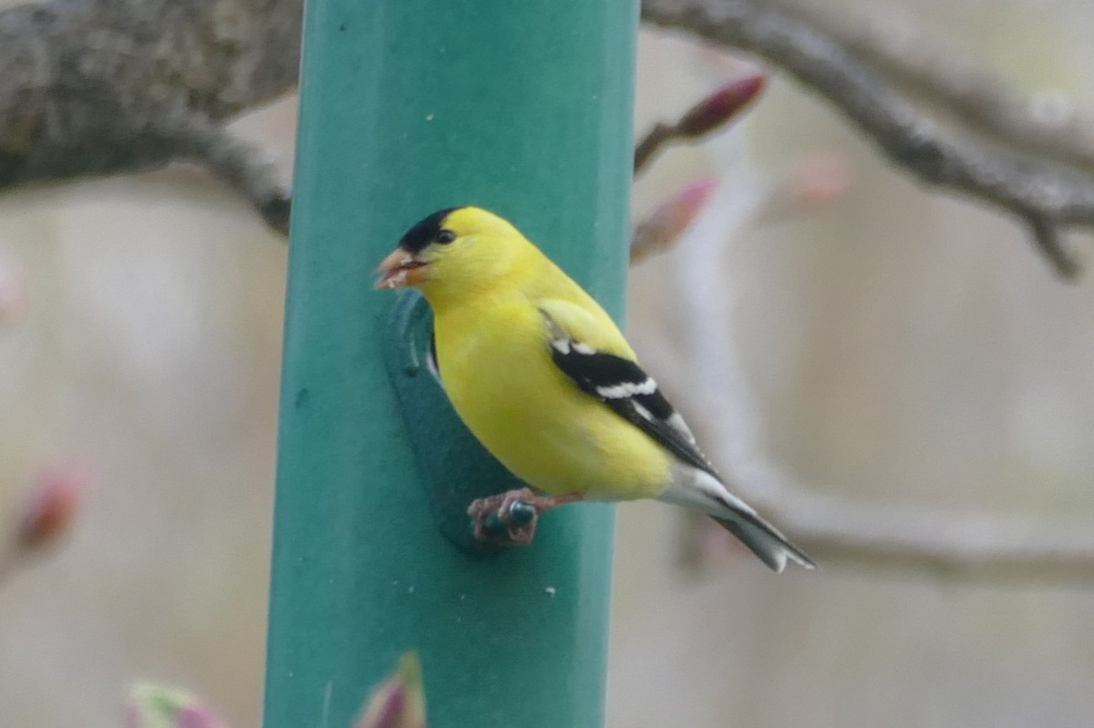American Goldfinch - Peter Kennedy