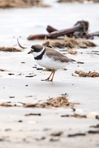 Semipalmated Plover - Gary Botello