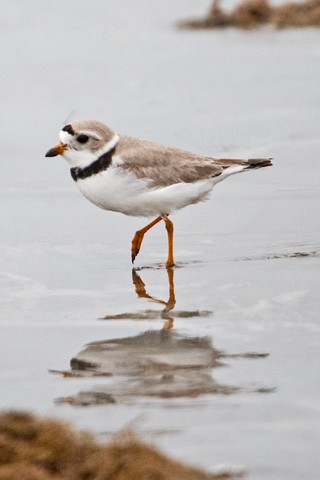 Piping Plover - Gary Botello