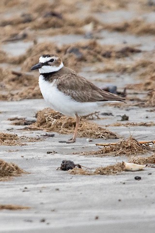 Wilson's Plover - Gary Botello