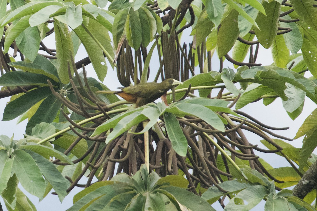 Dusky-green Oropendola - ML619043359