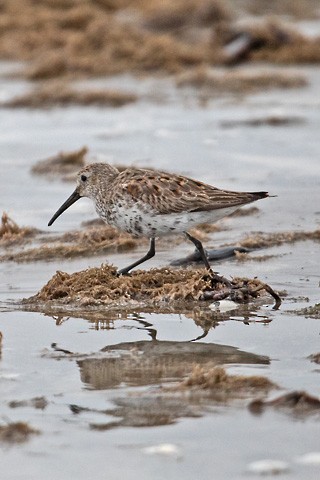 Dunlin - Gary Botello