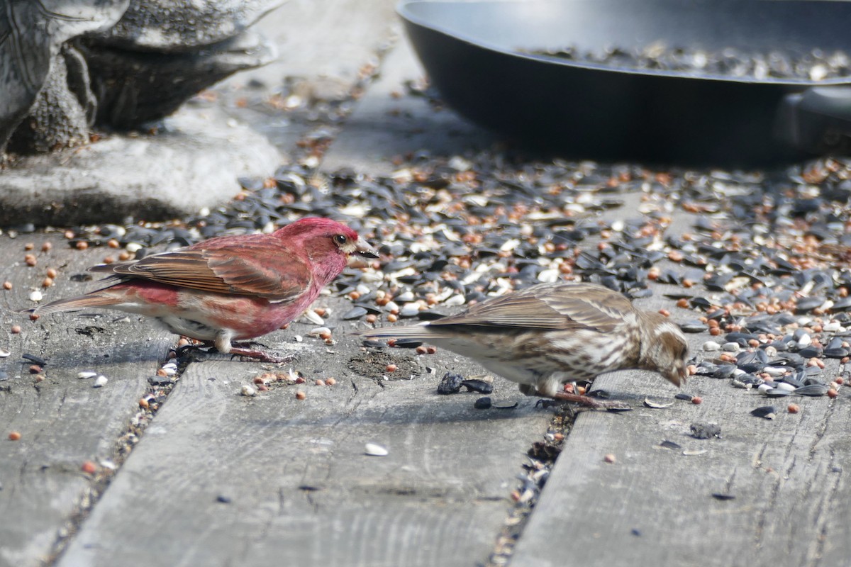 Purple Finch (Eastern) - Peter Kennedy