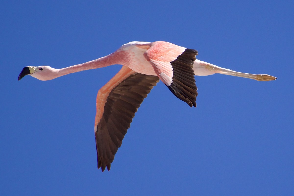 Andean Flamingo - Eduardo Sanhueza Mendez