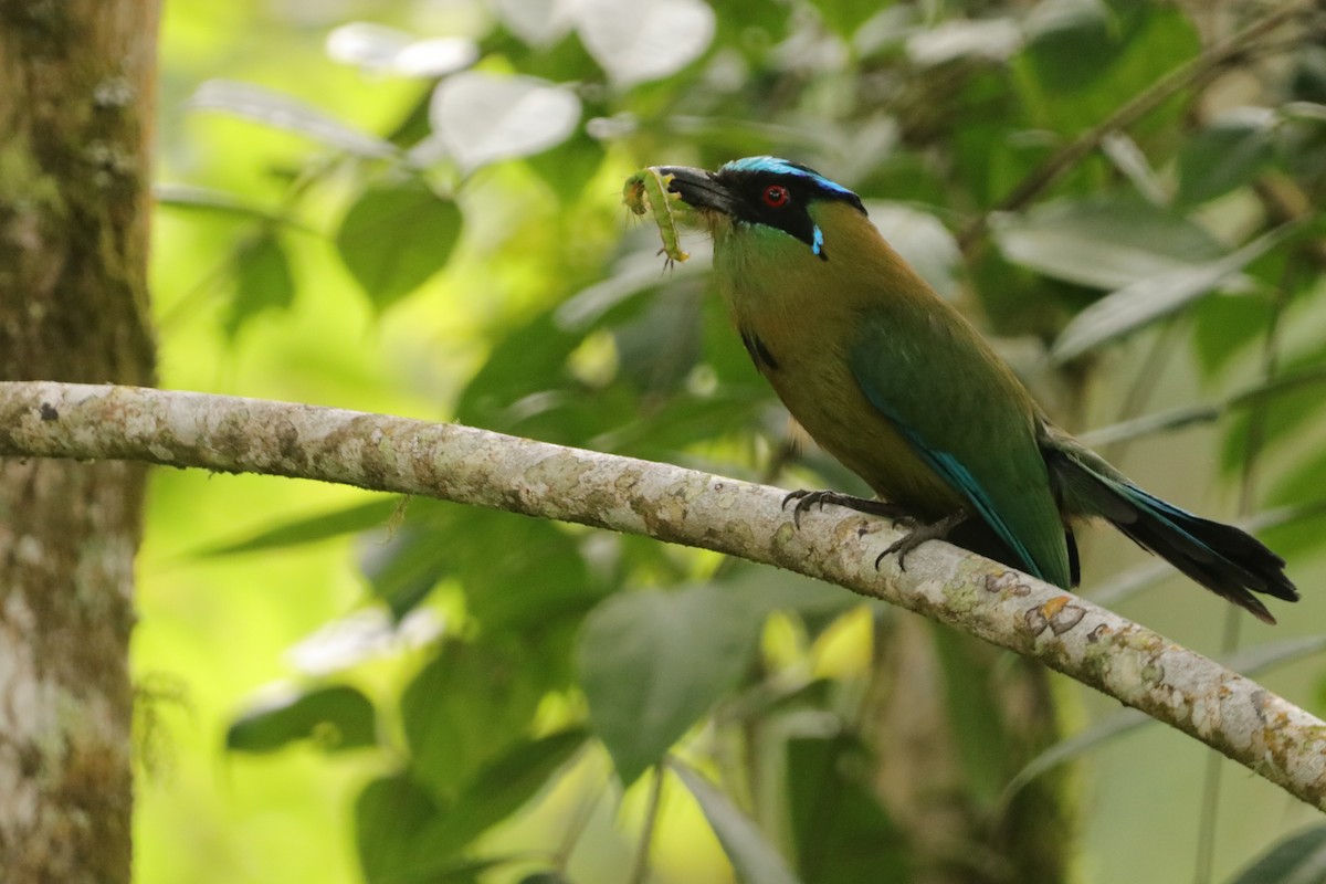 Andean Motmot - Mario Alexander Cardona Giraldo