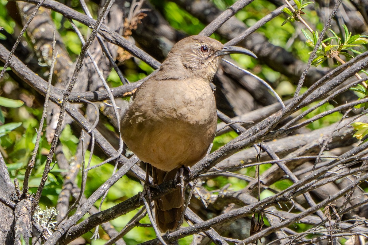 California Thrasher - Carter Pape