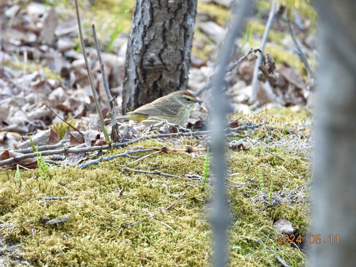 Palm Warbler - ML619043400