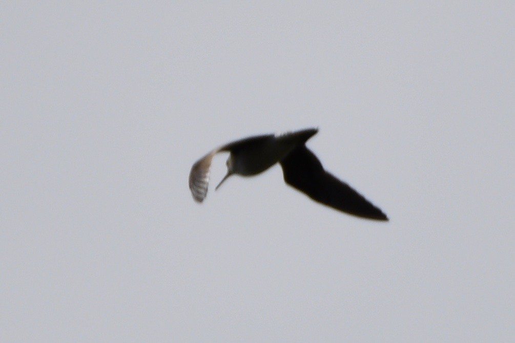 Solitary Sandpiper - ML619043428