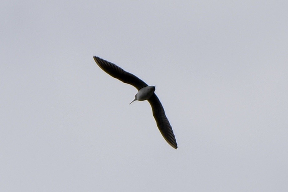 Solitary Sandpiper - ML619043429