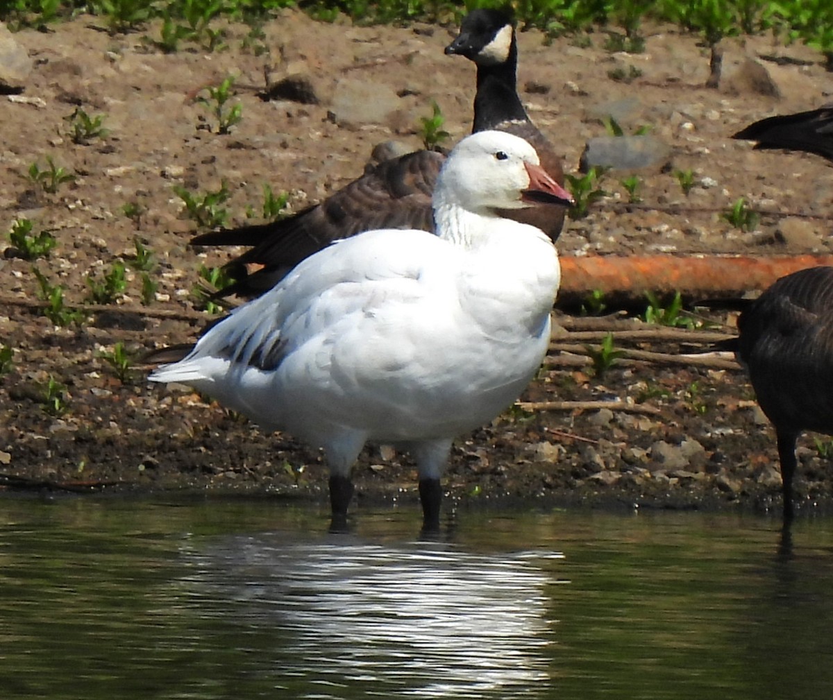 Snow Goose - ML619043490