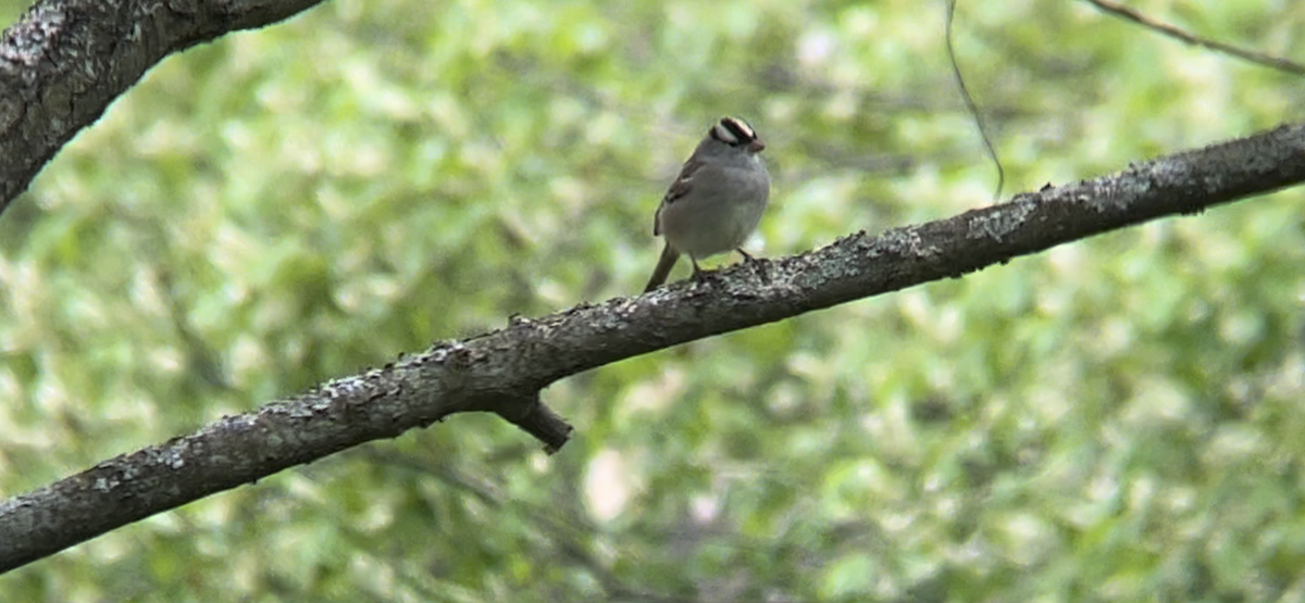White-crowned Sparrow - ML619043491