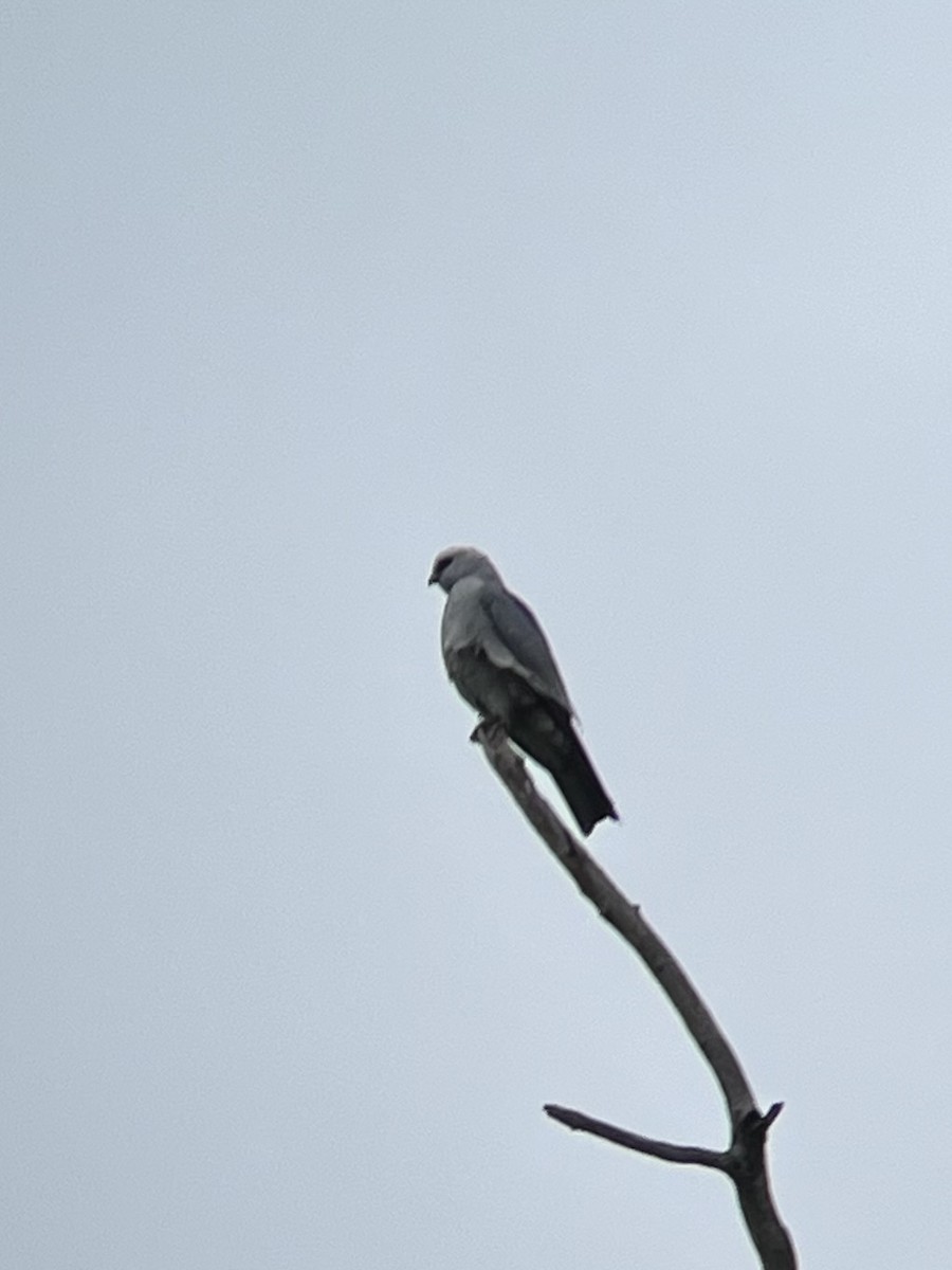 Mississippi Kite - ML619043500