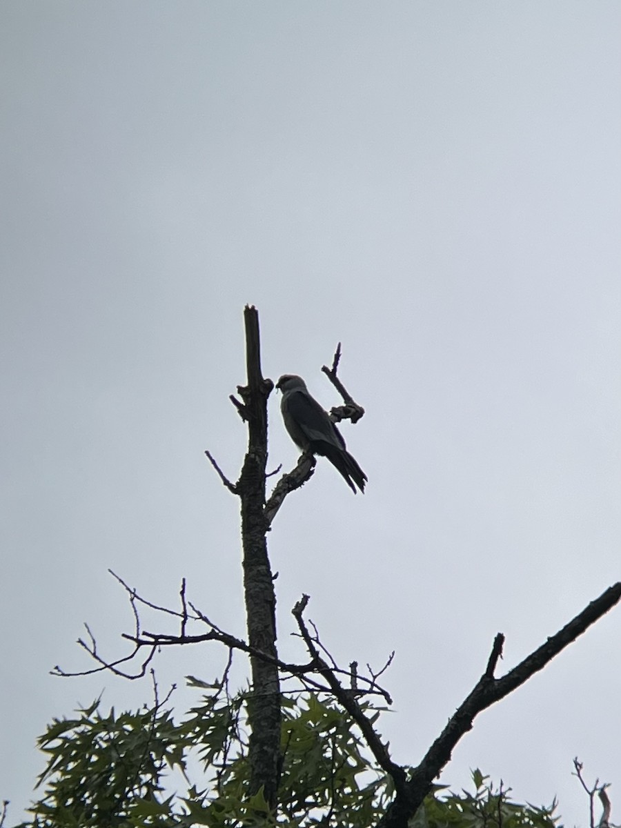 Mississippi Kite - ML619043501