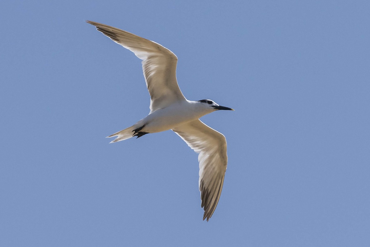 Sandwich Tern (Cabot's) - ML619043518