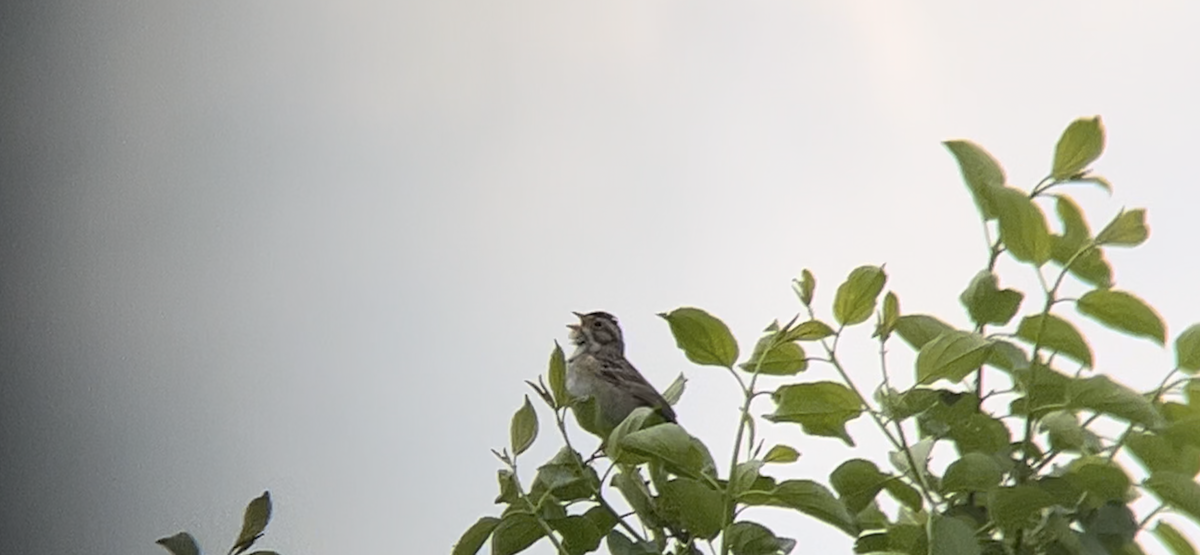 Clay-colored Sparrow - ML619043523