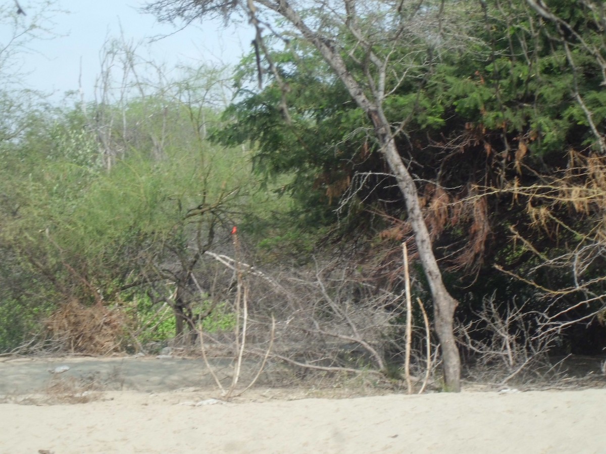 Vermilion Flycatcher - ML619043557