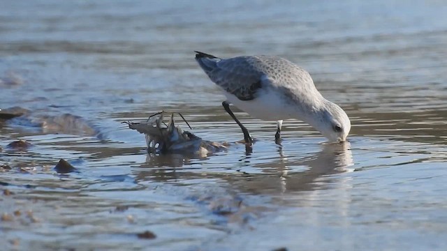 Гурвалж элсэг - ML619043572