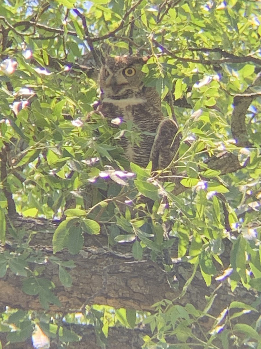 Great Horned Owl - ML619043588