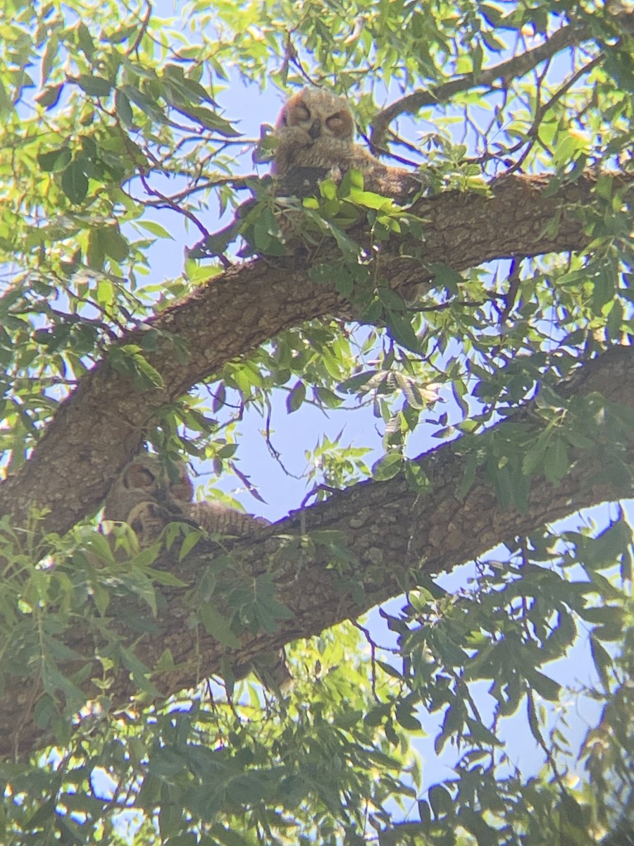 Great Horned Owl - ML619043589