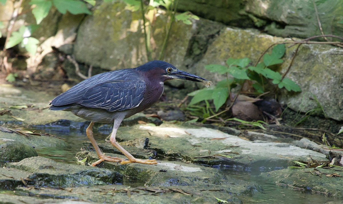 Green Heron - Craig Rasmussen