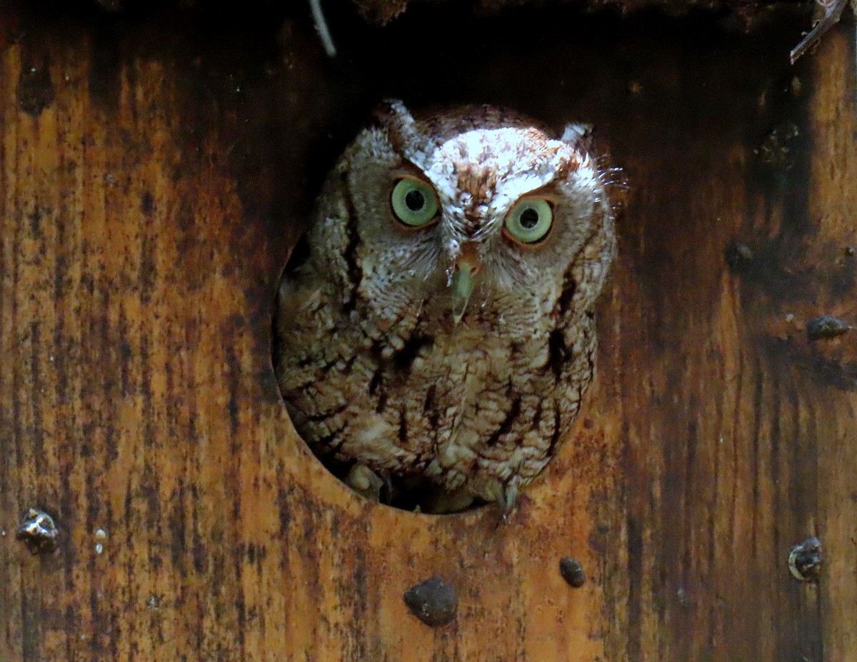 Eastern Screech-Owl - Linda  Fell