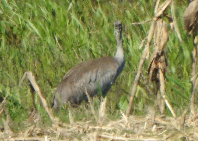 Sandhill Crane - ML619043615