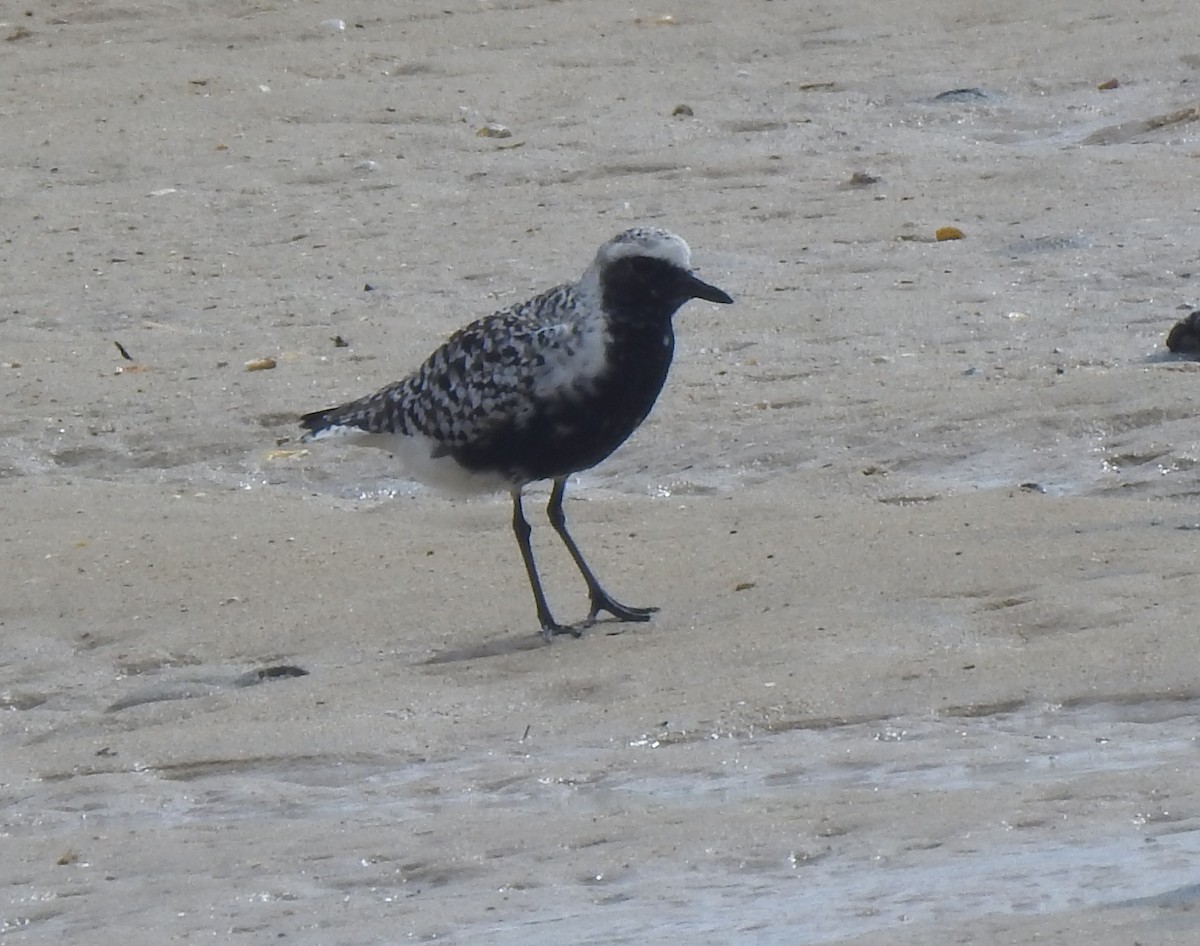 Black-bellied Plover - Bill Mulhearn