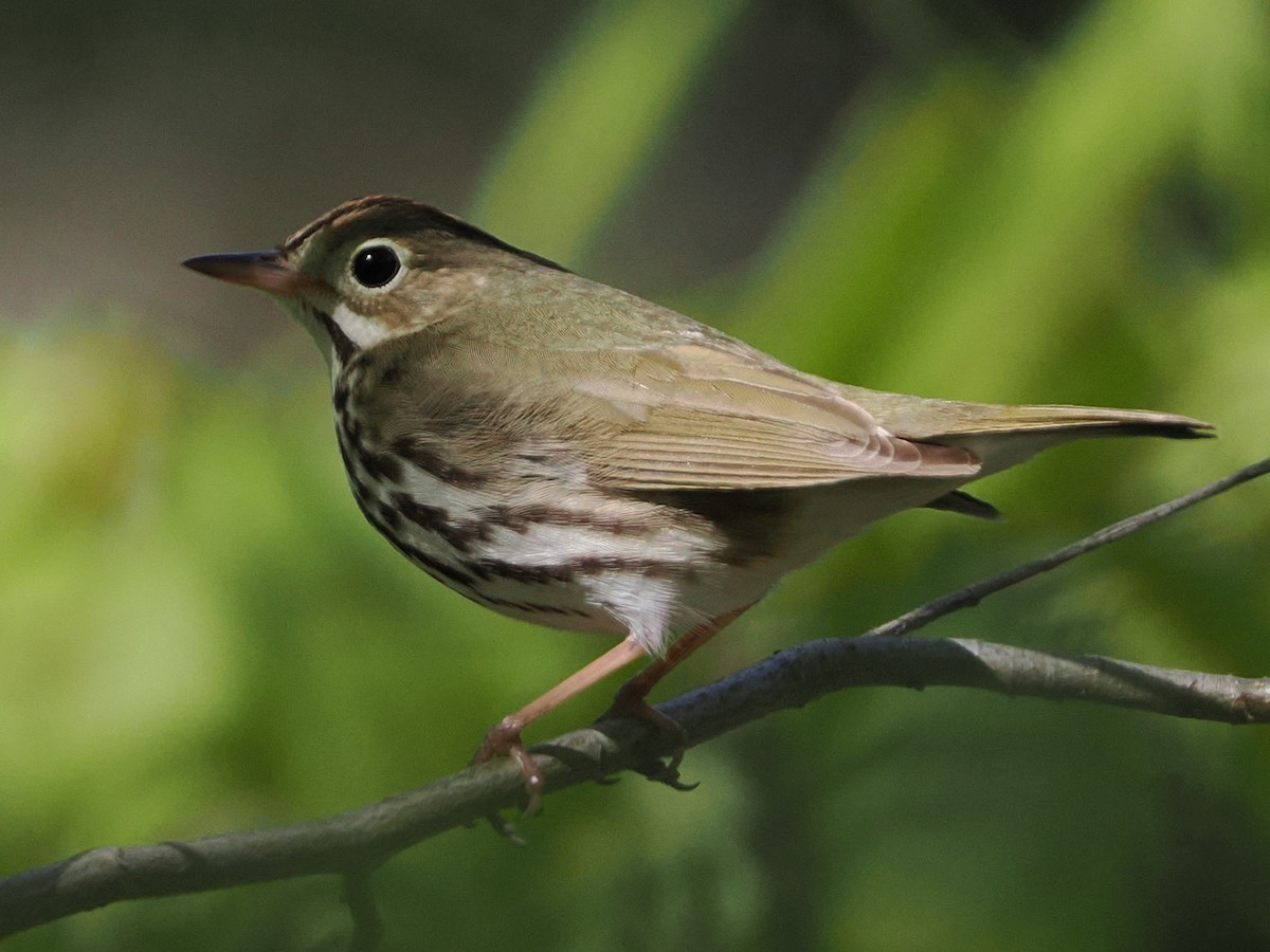 Ovenbird - ML619043678