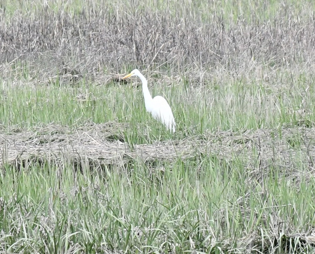 Great Egret - ML619043682