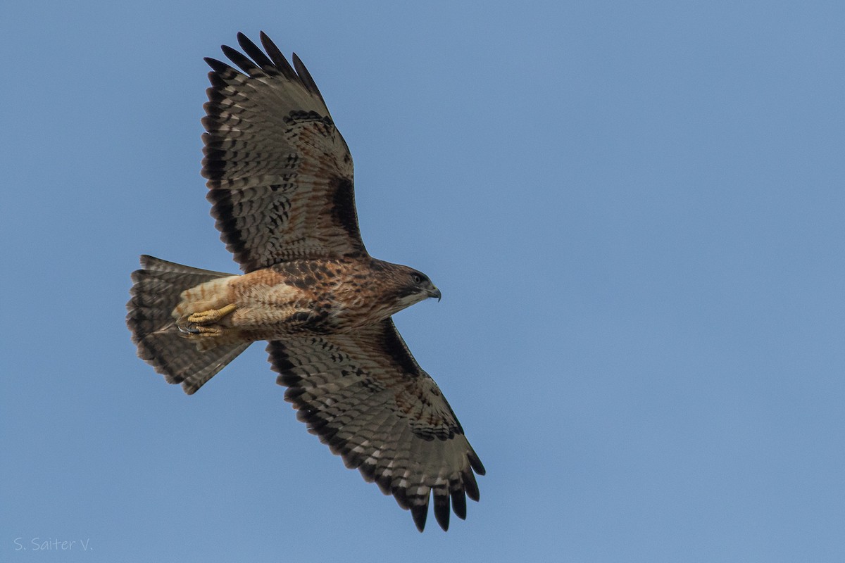 Rufous-tailed Hawk - Sebastián Saiter Villagrán