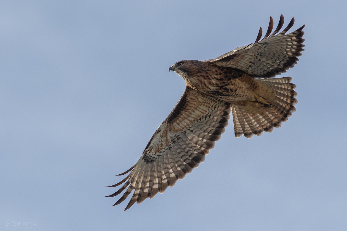 Rufous-tailed Hawk - Sebastián Saiter Villagrán